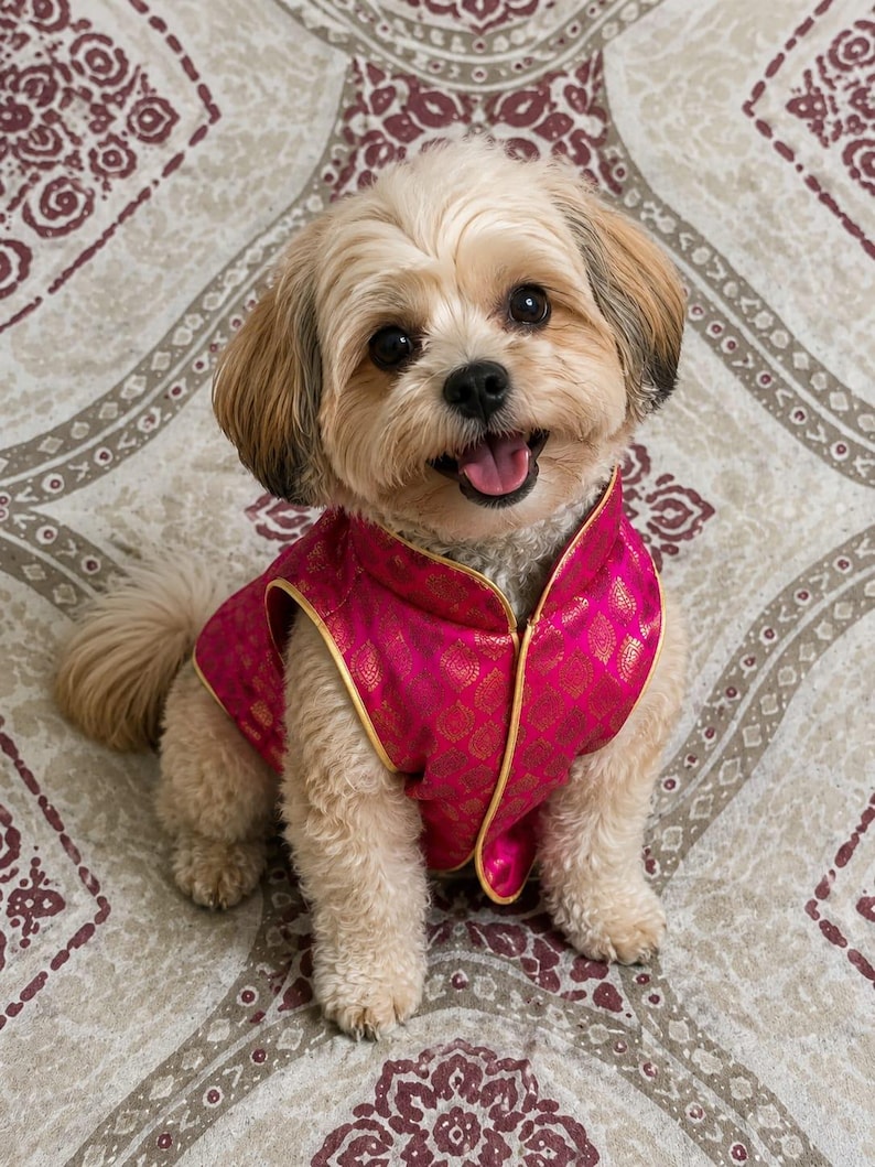 May include: A small, light-coloured dog with fluffy fur wearing a vibrant magenta vest. The vest features a repeating gold-toned pattern and is finished with a gold-coloured trim along the edges. The dog has dark eyes and a black nose.
