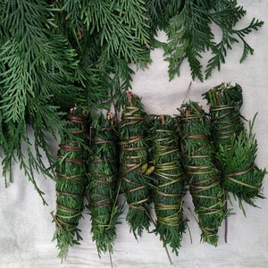 Zeder (Tobacco)(Maigenkraut)Wischstifte