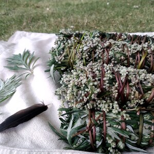 Pu&ograve; includere: Quattro mazzi di bastoncini di salvia secca legati con spago, disposti su un panno bianco con una singola piuma. La salvia &egrave; verde e grigia con piccoli fiori bianchi.