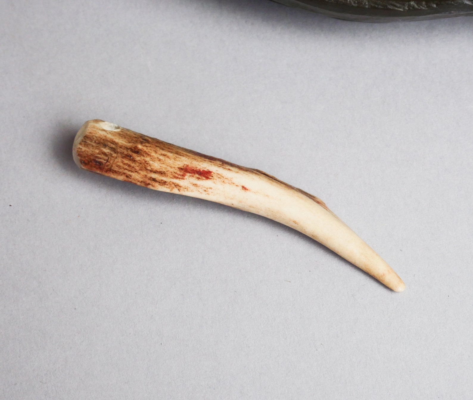 Genuine Natural wild deer horn taxidermy with hole pendant Etsy