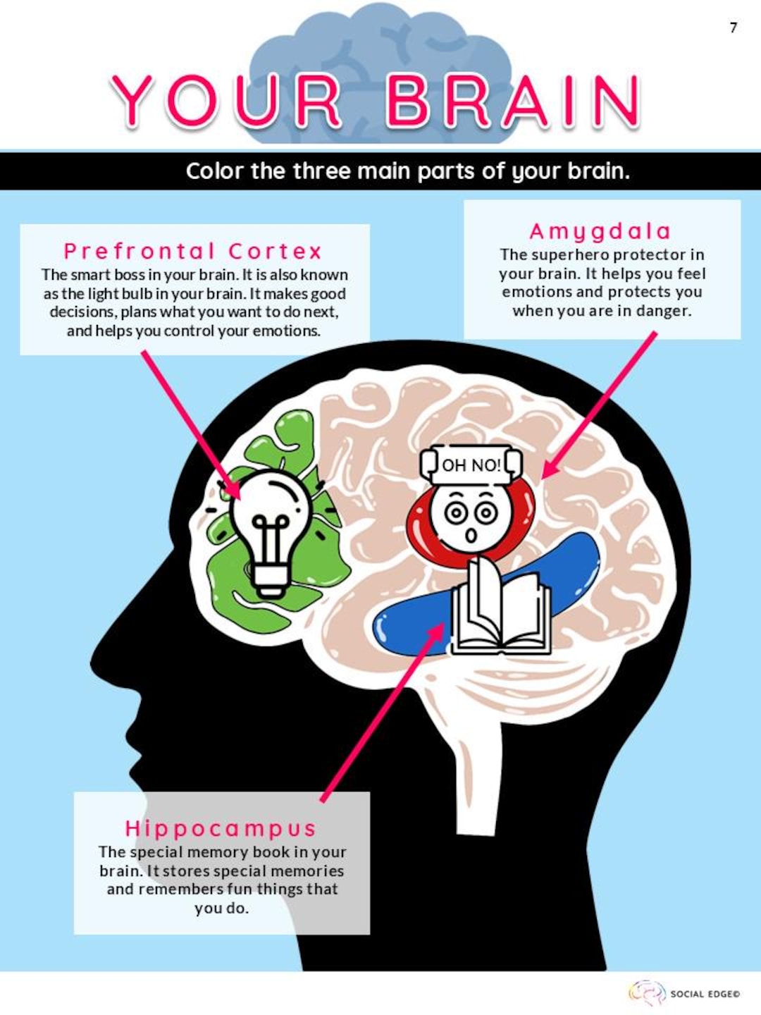 Prek/k: Your Brain, Prefrontal Cortex, Hippocampus, and Amygdala