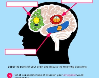 Your Brain: Prefrontal Cortex, Amygdala, Hippocampus