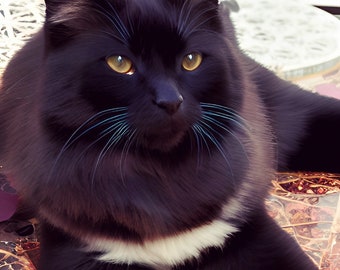 Digital Custom Hand-Painted Pet Portrait from Photo