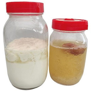 Könnte beinhalten: Zwei durchsichtige Gläser mit leuchtend roten Deckeln. Das größere Glas links enthält eine dicke weiße Substanz mit einer strukturierten Oberfläche. Das kleinere Glas rechts enthält eine goldene Flüssigkeit mit einem braunen Objekt darin.