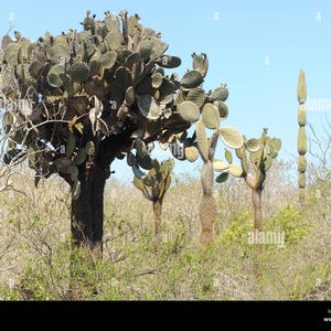 Galapagos Cactus-opuntia Megasperma Cactus - Etsy