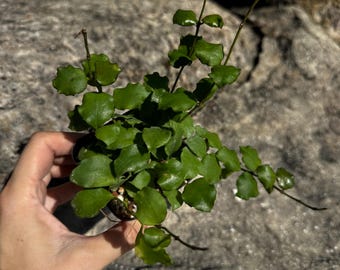 Hoya Endauensis 3” Pots