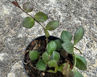 Hoya Carmelae in 3" Pot