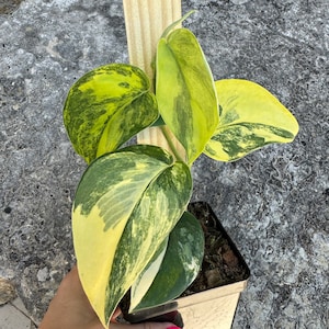 Scindapsus Jade Satin Yellow Variegated