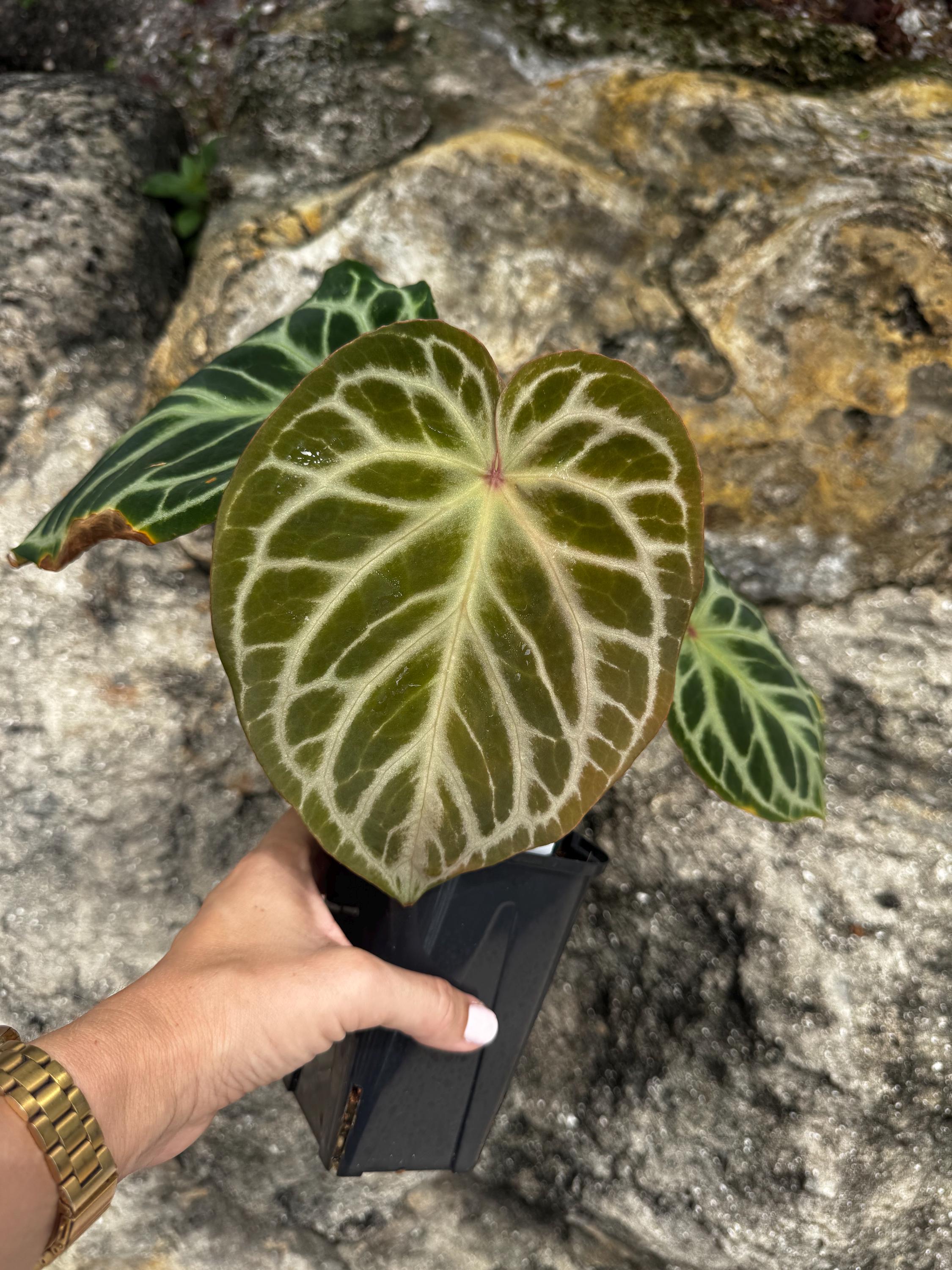 Anthurium Silver Tiger X Red Crystallinum X Dorayaki Hybrid Plant