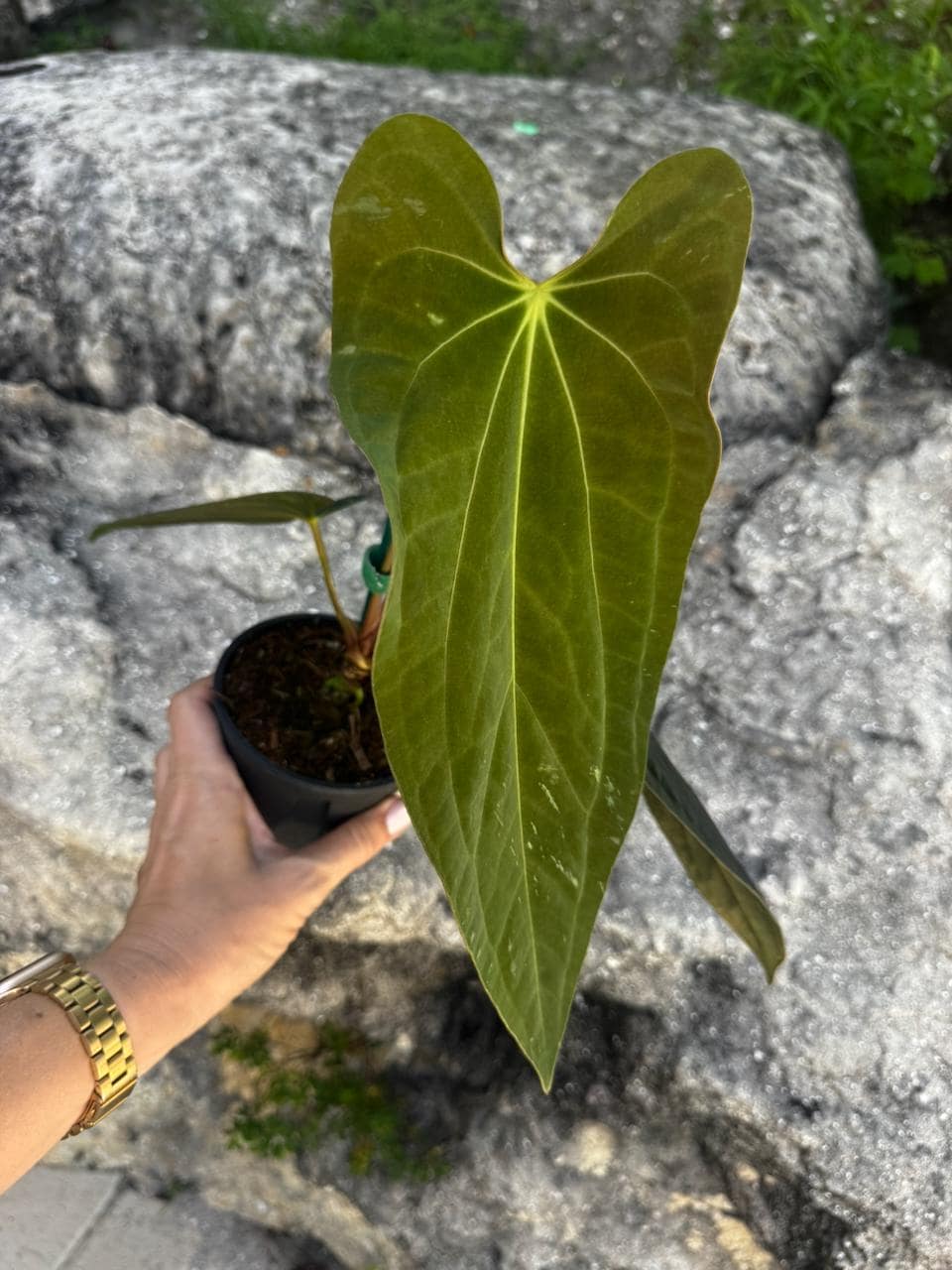 anthurium renaissance 6