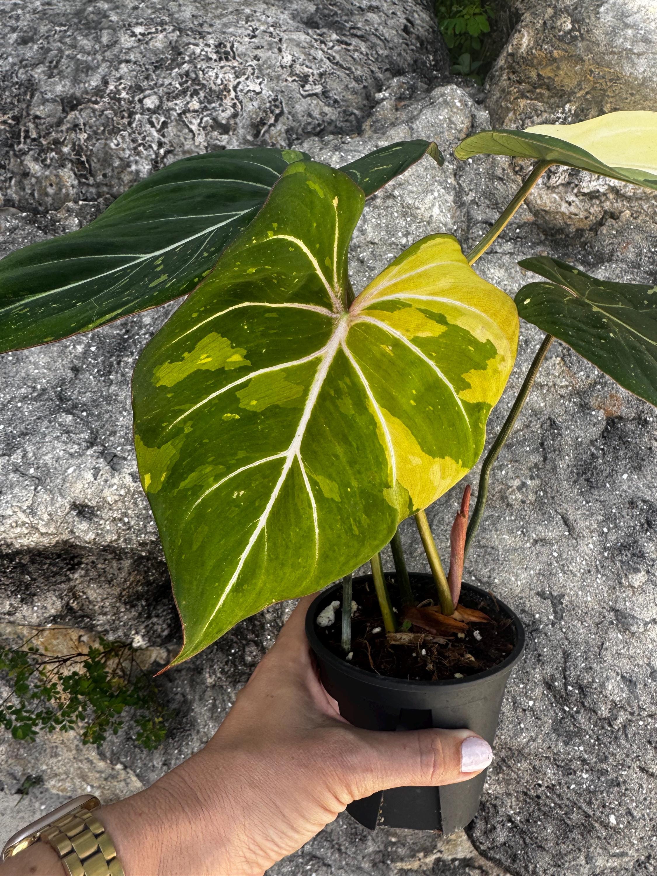 Philodendron Gloriosum Galaxy Variegated - Etsy