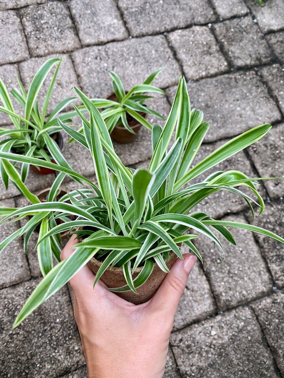 Rooted Baby Spider Plants in 3 Pots Healthy Rooted Pups Etsy