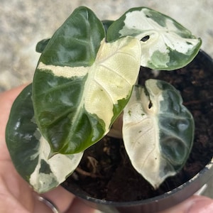Alocasia Balloon Heart Pink Variegated 3&quot; - Actual Plant