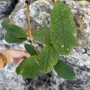 May include: Close-up of a green plant with large, textured leaves and prominent veining. The plant is climbing a light brown, vine-like structure. The leaves have a slightly glossy appearance, and the background is a gray stone.