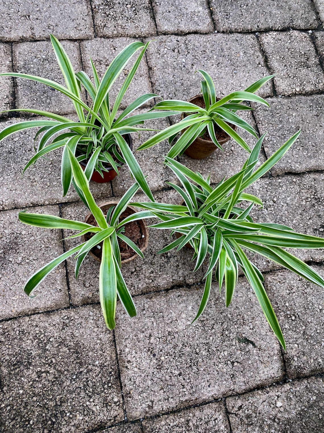Rooted Baby Spider Plants in 3 Pots Healthy Rooted Pups Etsy