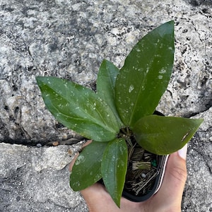 May include: A small potted plant with large, dark green leaves. The leaves have a slightly textured surface and are arranged in a star-like pattern. The plant is in a small black pot, held by a hand.