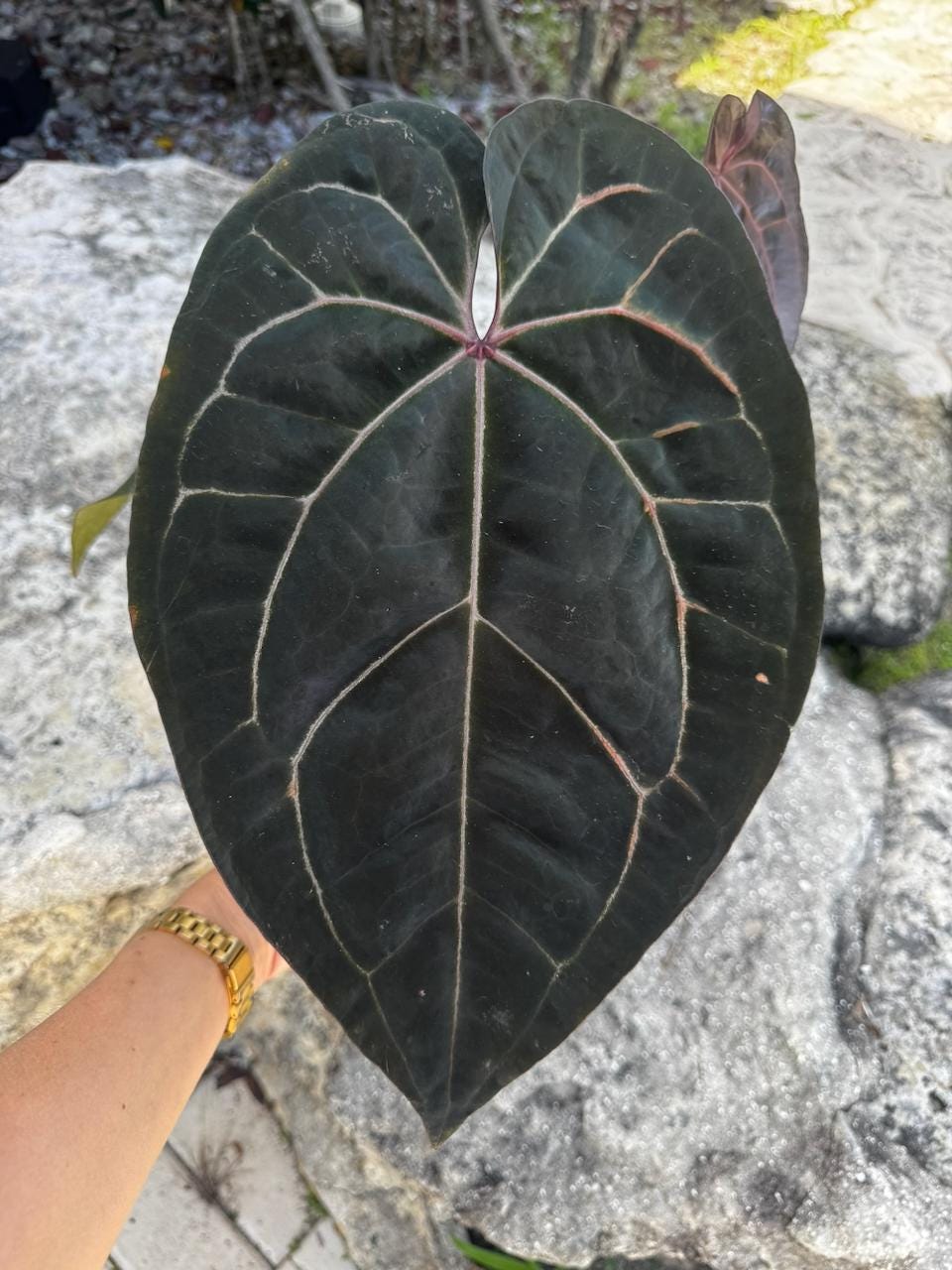 Anthurium Ace of Spades Tezula Dark Form - Etsy