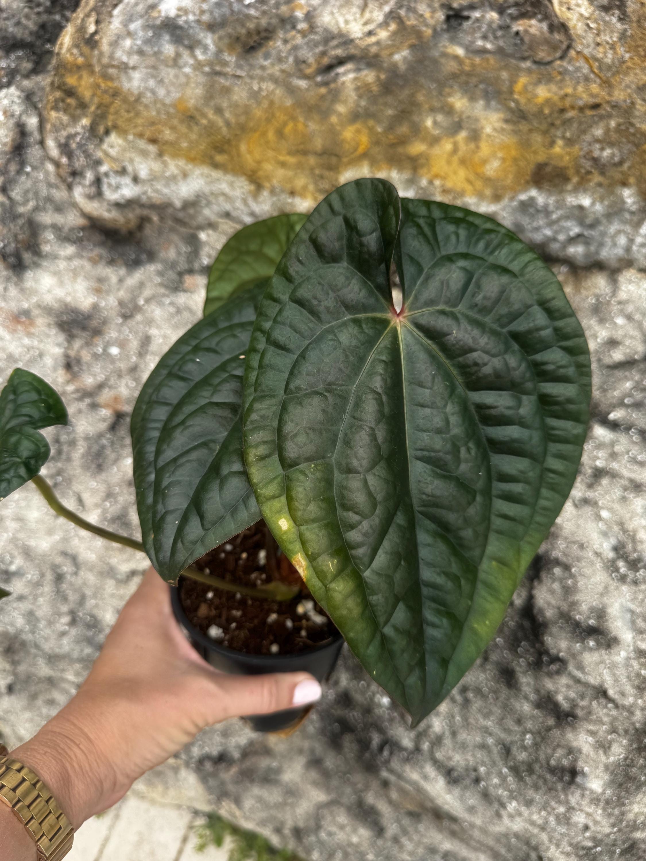 Anthurium Dressleri Papillilaminum - Etsy