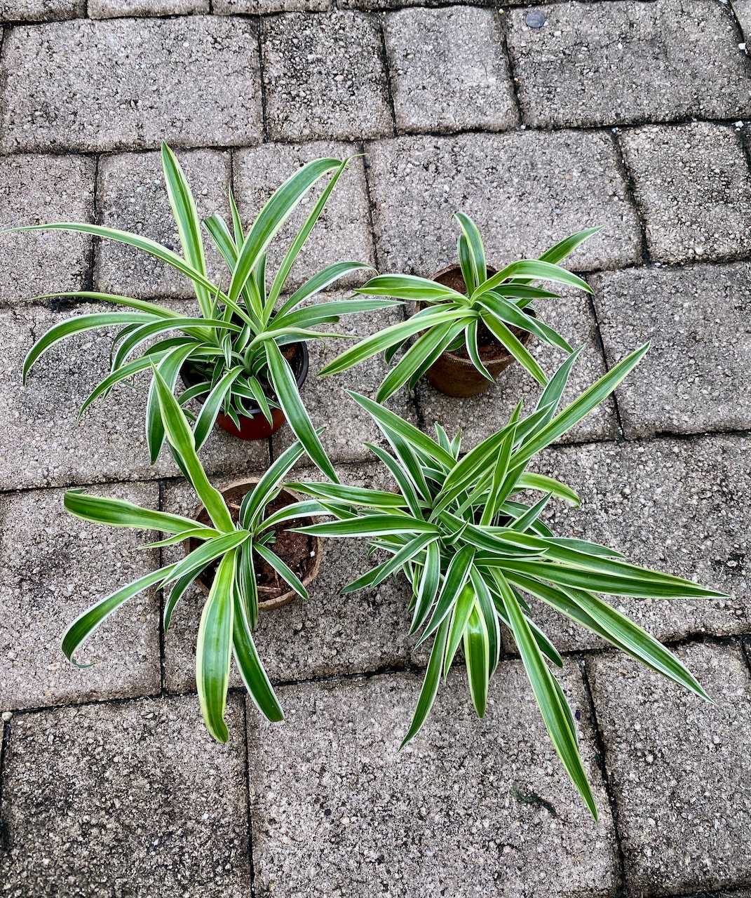 Rooted Baby Spider Plants in 3 Pots Healthy Rooted Pups Etsy