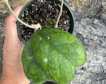 Hoya Deykeae in 4" Pot actual plant