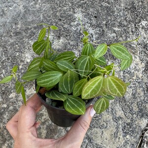 Dischidia Ovata Watermelon in 3" Pots