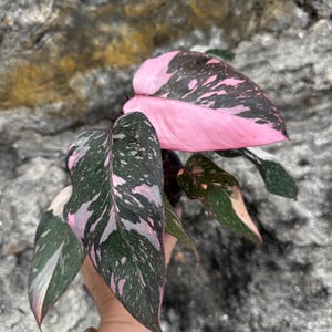 Philodendron Pink Princess Galaxy 4" Variegated - Etsy