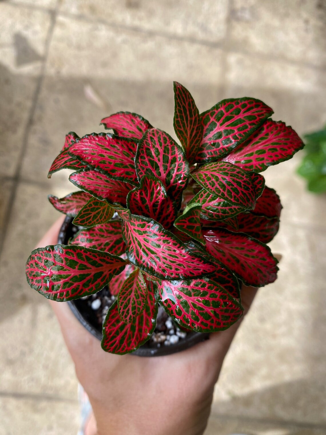 Ruby Red Fittonia Nerve Plants in 3 pots Etsy