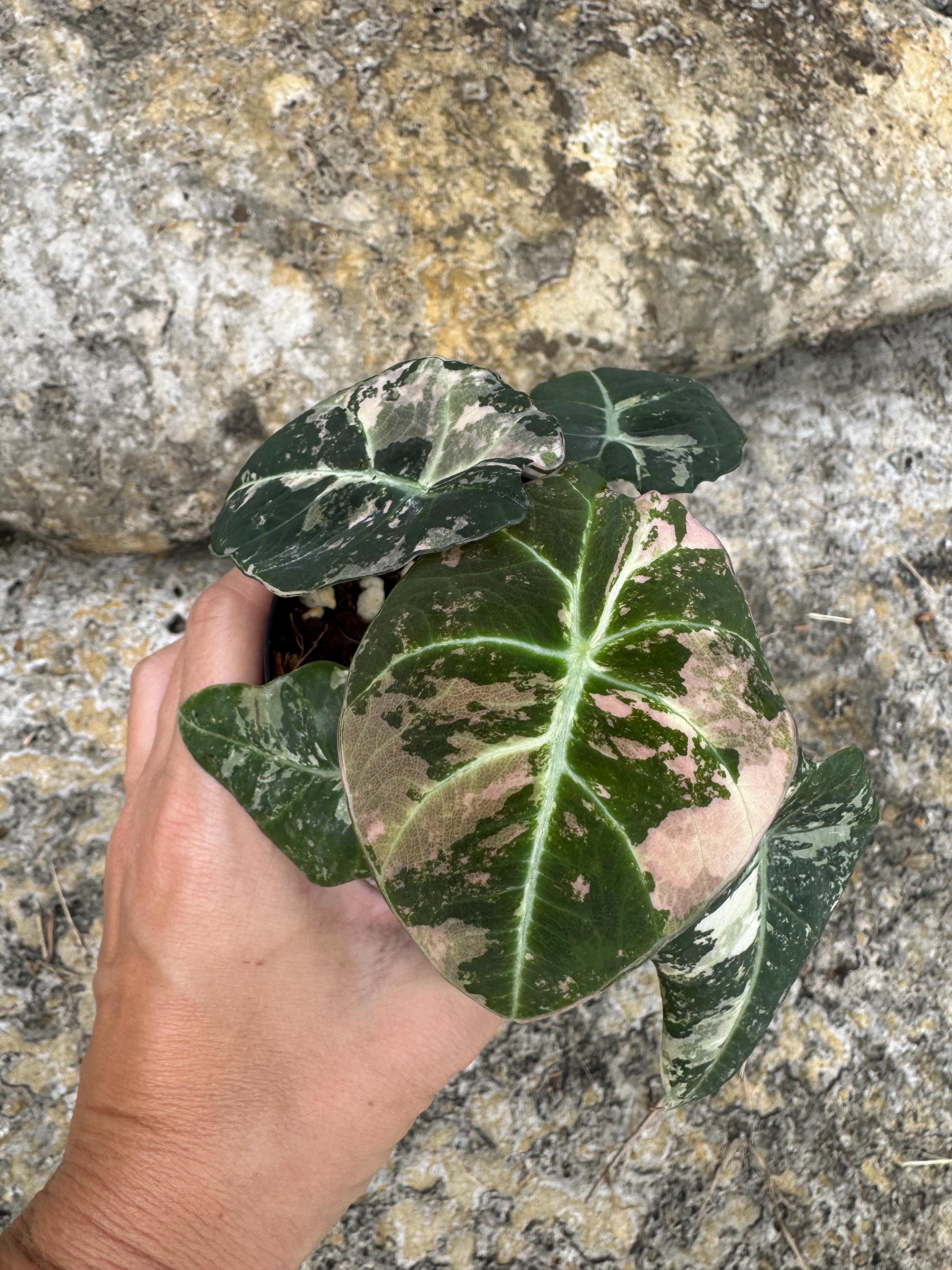 Alocasia Black Velvet Pink Variegated 3” - Etsy