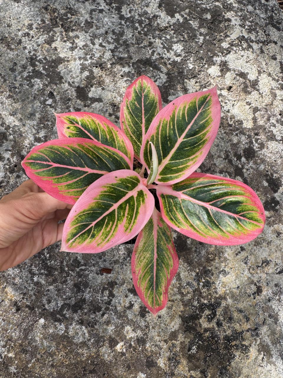 Aglaonema lotus delight - Etsy 日本 Aglaonema lotus delight - Etsy 日本