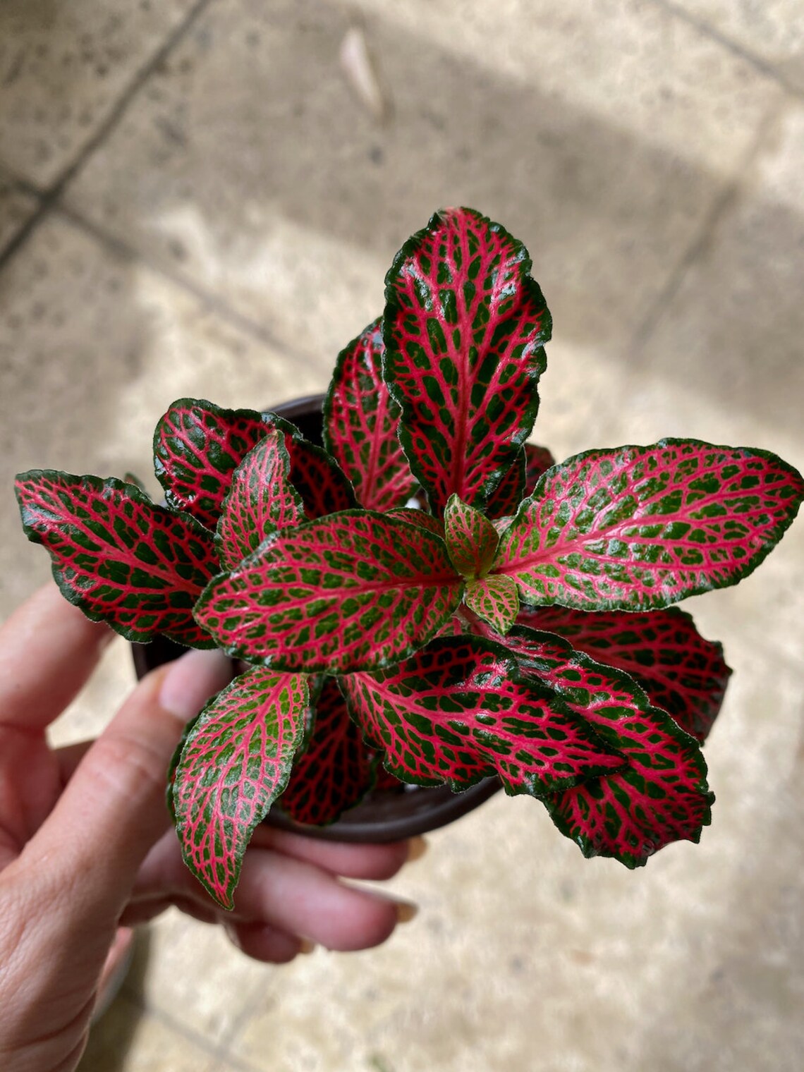Ruby Red Fittonia Nerve Plants in 3 pots Etsy