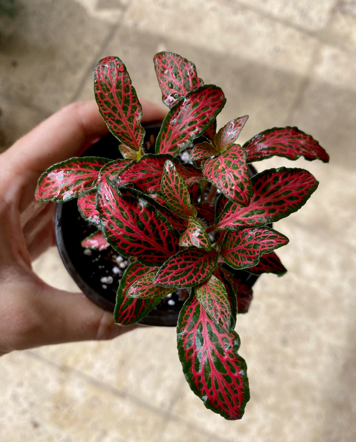 Ruby Red Fittonia Nerve Plants in 3 pots | Etsy