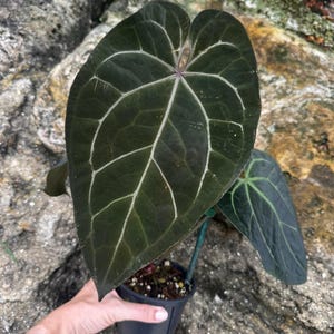 Anthurium Ace of Spades Tezula - Etsy
