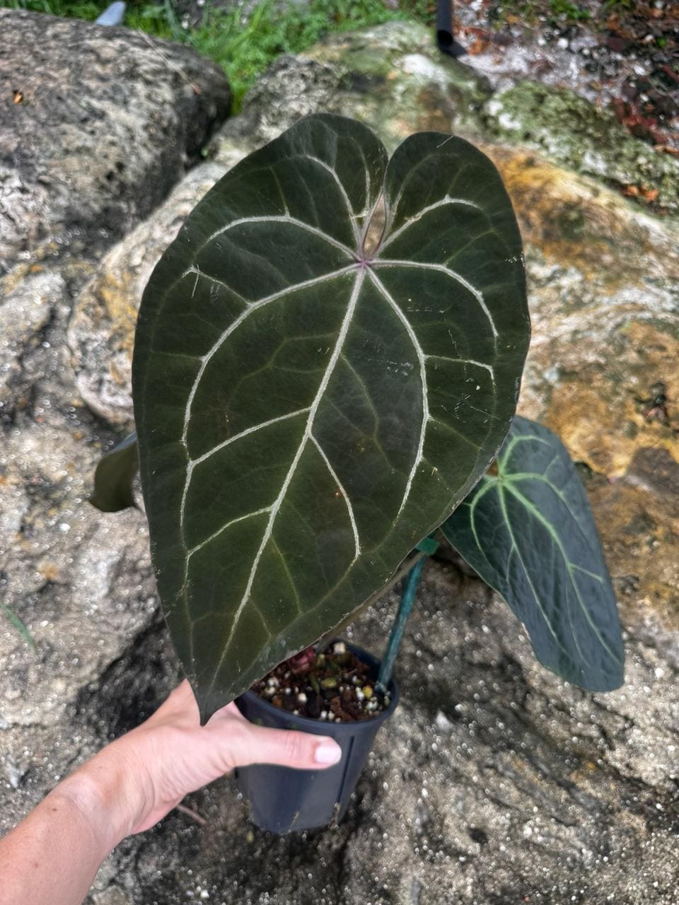 Anthurium Ace of Spades Tezula - Etsy