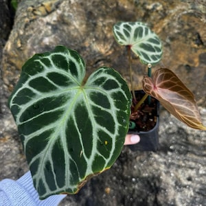 Anthurium Dorayaki X - Etsy