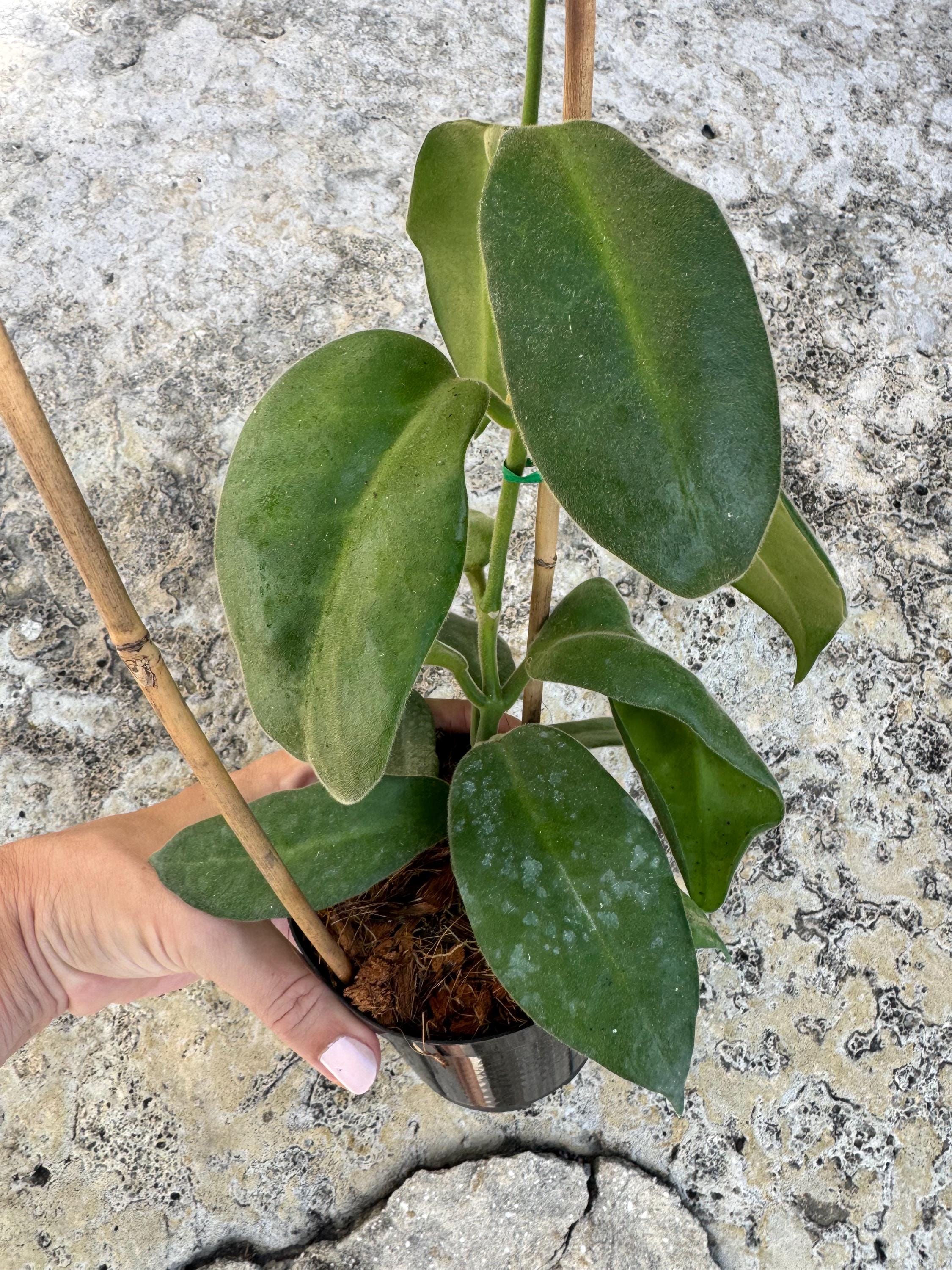 Hoya Calycina "Stargazer" 4" Pot with trellis