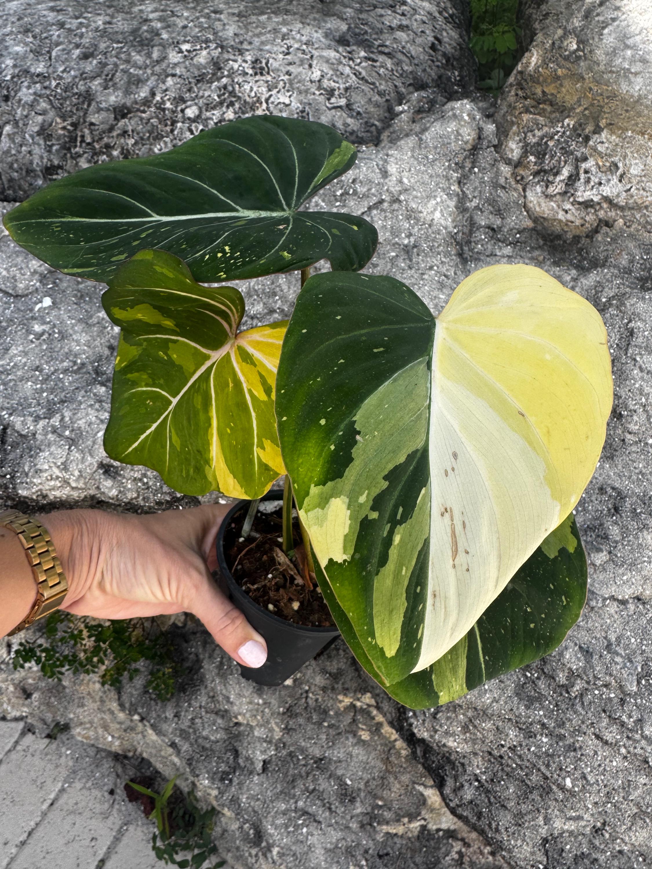 Philodendron Gloriosum Galaxy Variegated - Etsy