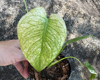 Monstera White Monster in 3" Pot