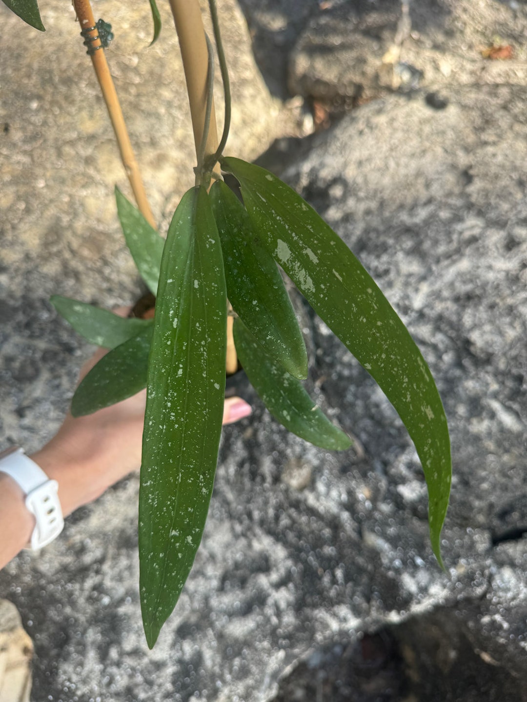 Hoya Rindu Rafflesia - Etsy