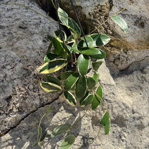 Hoya Acuta Outer Variegated Albomarginata 4&quot; Hanging Basket