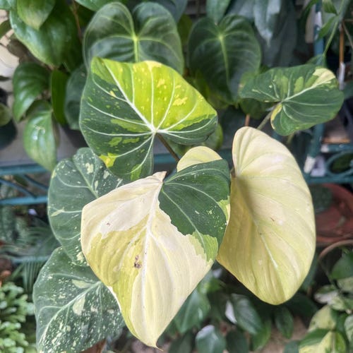 Anthurium Silver Tiger X Red Crystallinum X Dorayaki Hybrid Plant