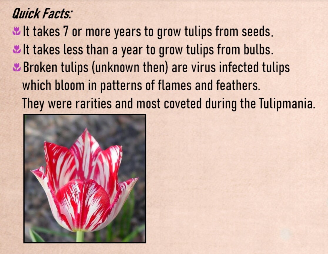 The 1637 Tulipmania CANVAS PRINT Tulipmania poster wall Etsy