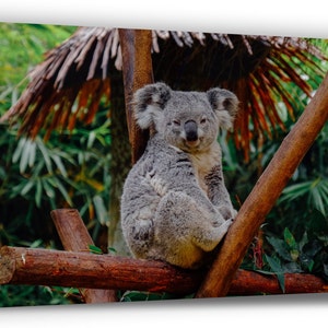 May include: A grey koala bear sitting on a branch of a tree. The koala is looking at the camera. The tree is brown and has green leaves. The background is a blurred image of green leaves.