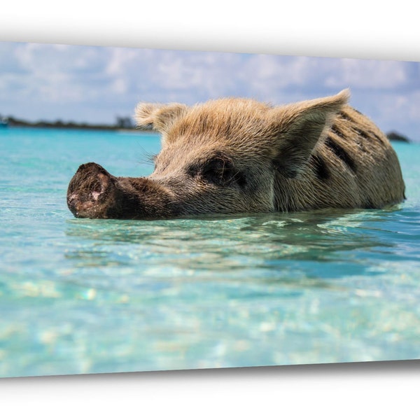 CANVAS PRINT. Bahamas Pig. Exuma. Pig Beach. Photo Canvas Prints. Modern Wall Art. Home Decor. Poster Perfect for gift. Popular Right Now.