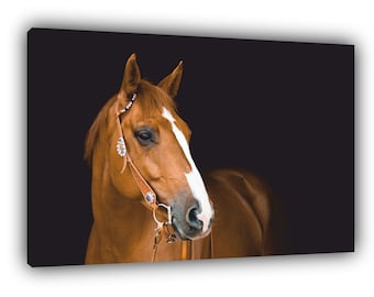 May include: A close-up of a brown horse with a white star on its forehead. The horse is wearing a leather bridle with a bit and a beaded browband. The background is black.