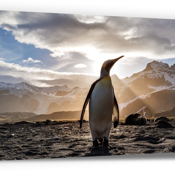 LEINWANDDRUCK. König Pinguin hinterleuchtet durch sonnen untergehend. Foto Leinwanddrucke. Moderne Wandkunst. Wohndekoration. Momentan beliebt.