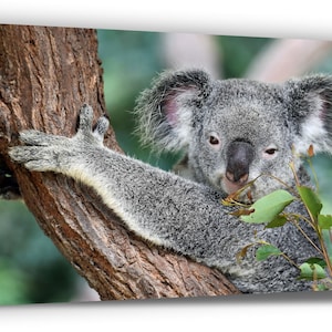 May include: A grey koala bear with fluffy ears is sitting on a tree branch and eating leaves. The koala is looking at the camera.