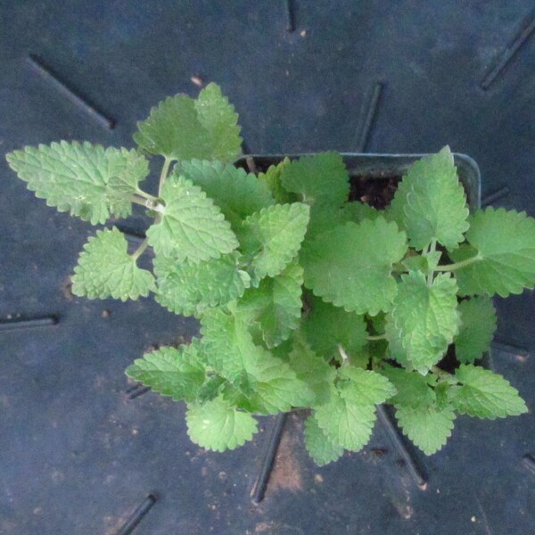 Tea Plant Etsy
