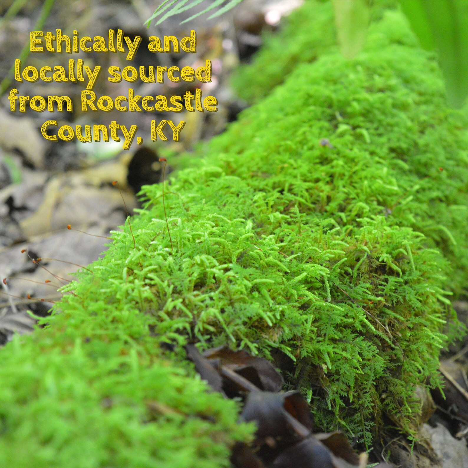 Castle Moss Live Sheet Moss One Quart Locally and Etsy