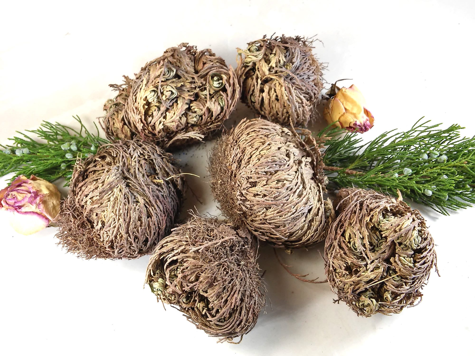 Rose of Jericho Resurrection Plant – Abundance & Love Spell Flower | Altar Decor for Ritual Use and Spiritual Rebirth