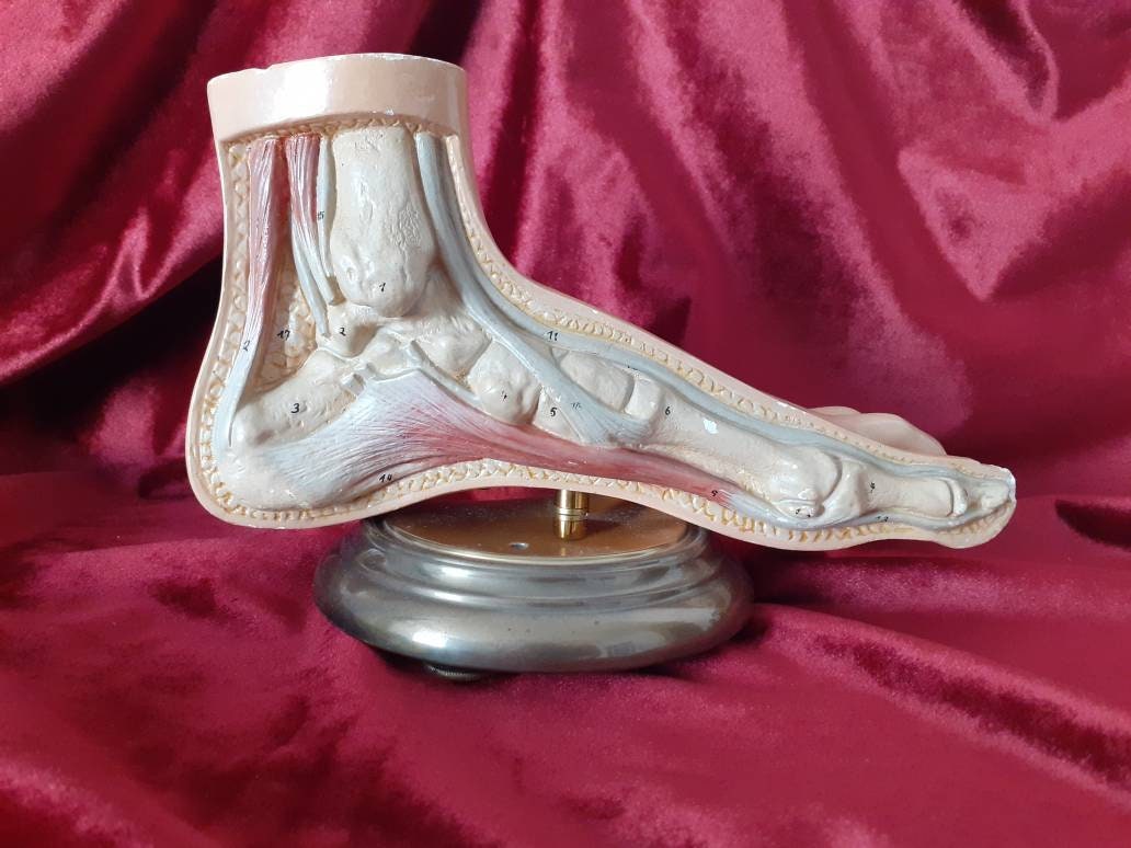 Modèle Anatomique de Pied en Plâtre